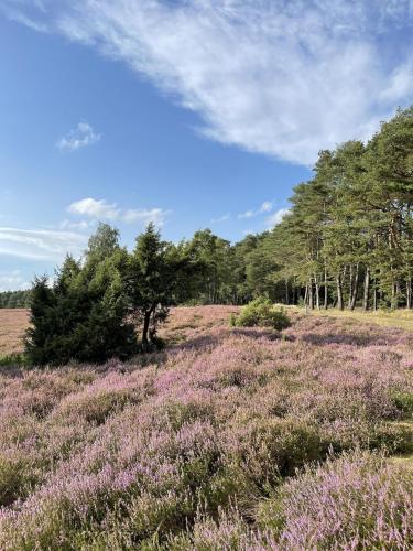 Ferienwohnung AllerStall in Essel