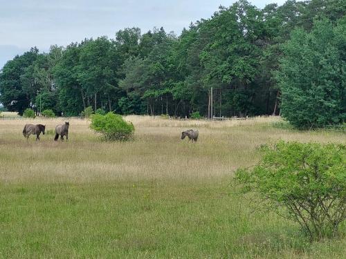Der Konikhof, Natur, Ruhe, R-Auszeit in Rochau
