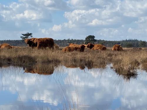 Iekārtas, Eco Bosvilla Wateren in Vaterene