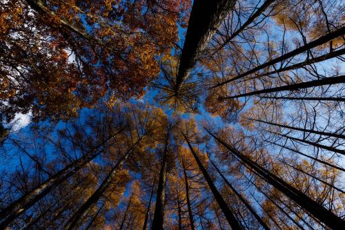 MOBILITA COURT IWATE