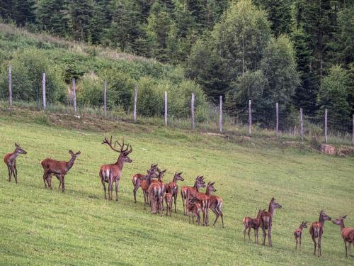 ,,Hase" in Mönichwald
