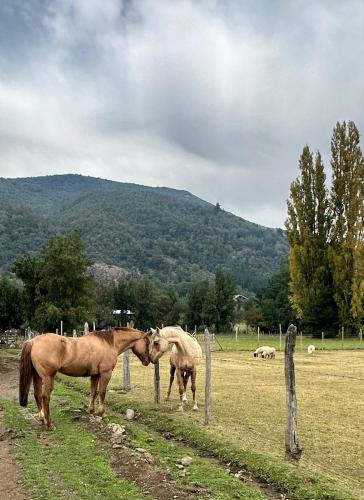 Roquerios, Los Ángeles (photo 7)