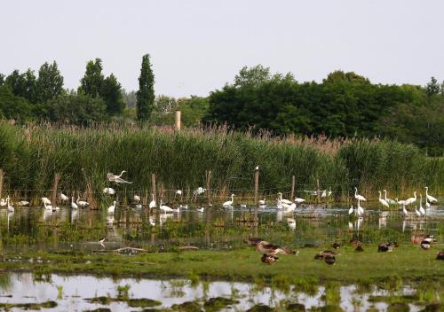 Omgeving, Róka - tanya (Roka - tanya) in Šupljak