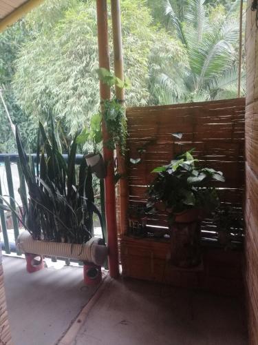 Hostal El Bambu