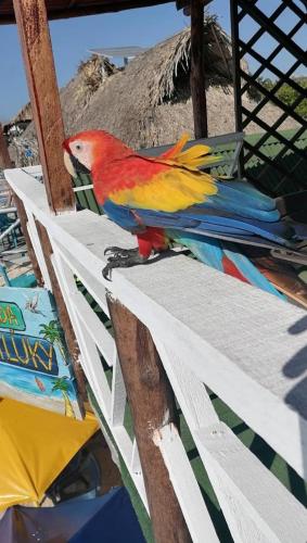 Chiki luki in บารู