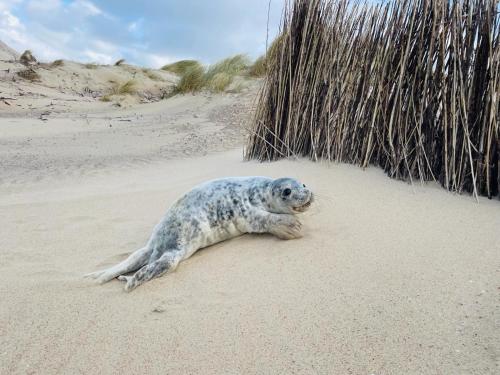 Spiegelhuisje aan zee in นิวฮัมสเตเดอ