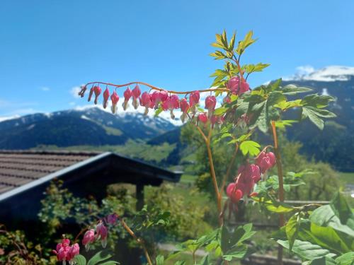 Stefflhof Mittersill in Mittersill, Österreich