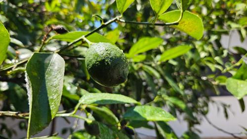 Garden Lemon Tree Villa, Tirana (fotografie 5)