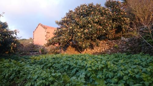 Gran Drago - image 3