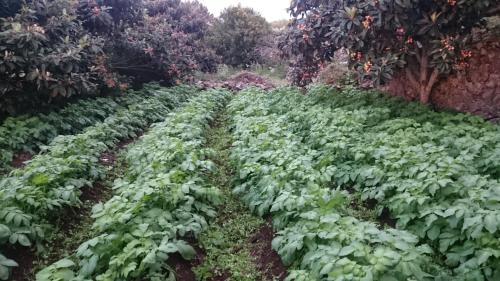 Gran Drago - image 8