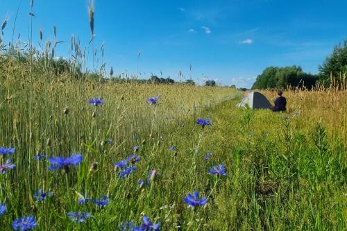 Pole namiotowe Chesterfield in Seroki Wies