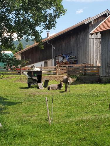 !!NUR!! Campingplatz - keine Zimmer - Biohof Dimper in Saulgrub
