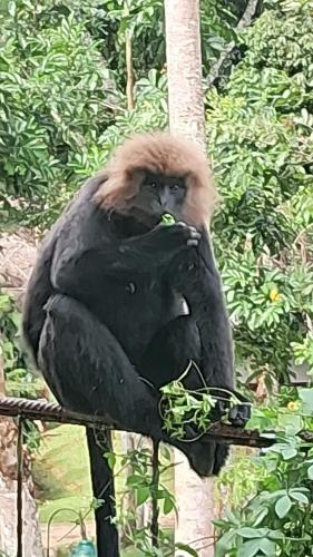 Green View, Thekkady (foto 7)
