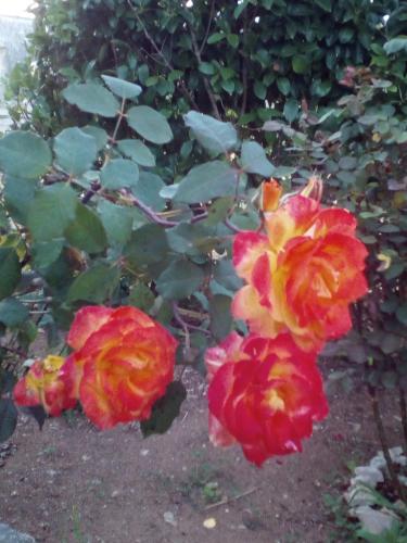 B&B Terra Serena - image 10