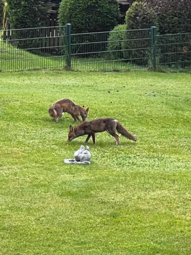 Ferienwohnungen Glockenberg - Apartment - Altenau