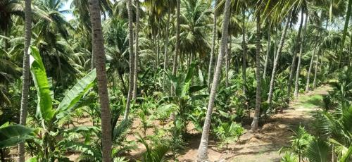 Limra Farm House in Anaimalai