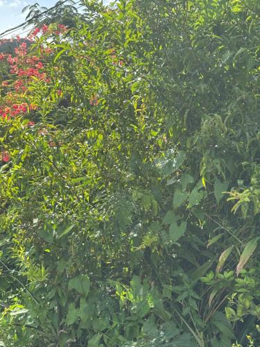 Vista exterior, Coquet studio in Sainte-Luce