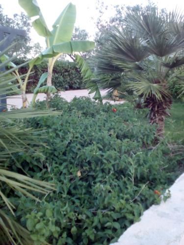 B&B Alicino
