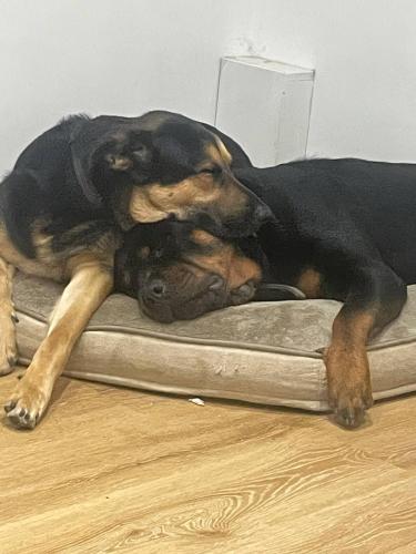 Room in Cardiff City near Hospital near สวนบิวท์