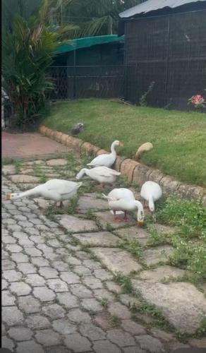 Bindas