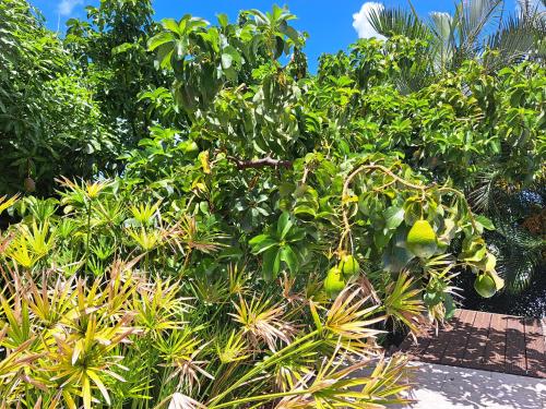 Studio Kerbignon, Piscine privée