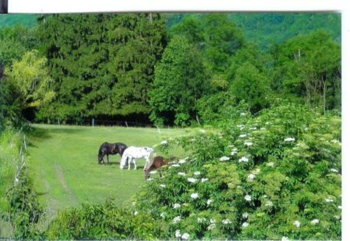 Domaine de la Safranière Alpes Françaises (Domaine de la Safraniere Alpes Francaises) in Saint-Leger (Rhone-Alpes)