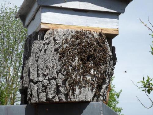 House 1 le floquet - image 8