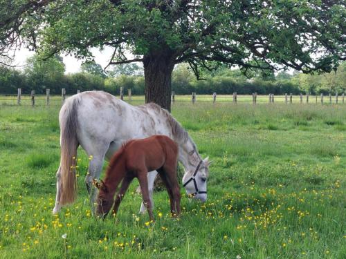 Maison restaurée à la ferme équestre avec terrasse close et animaux admis - FR-1-497-239 (Maison restauree a la ferme equestre avec terrasse close et animaux admis - FR-1-497-239) in La Ferte-Frenel