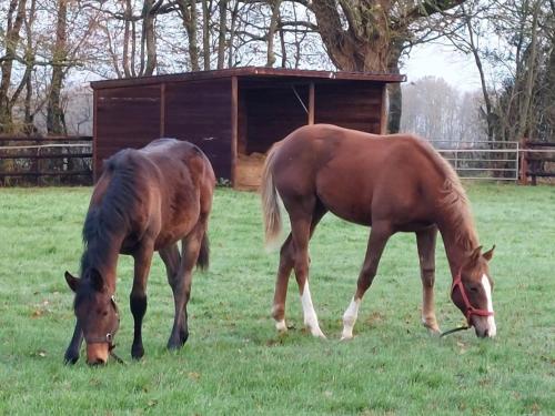 Gîte charmant avec terrasse, animaux admis, Wi-Fi - FR-1-497-239 (Gite charmant avec terrasse, animaux admis, Wi-Fi - FR-1-497-239) in La Ferte-Frenel