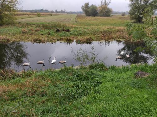 Winnica Brochów