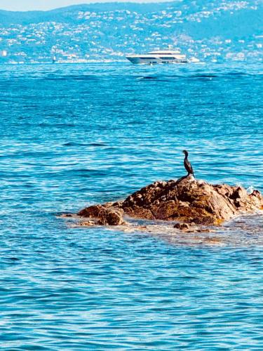 Charming Studio Near Saint Tropez in Cogolin