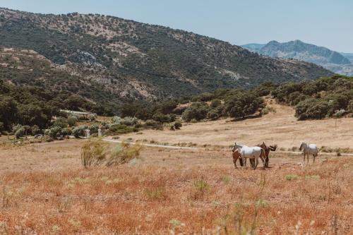 Los Pilares de Ronda Boutique & Hotel - image 4