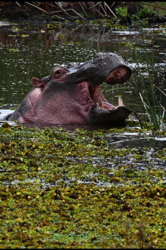The falls hippo point