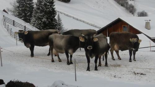 Ferienwohnung Berghof Pixner