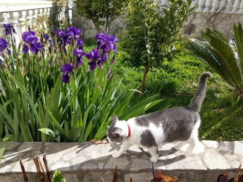 Apartment Barski - image 3