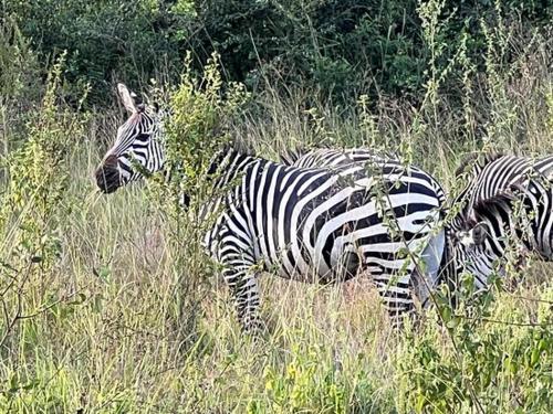 Kidepo Adere Lodge in Kalongo