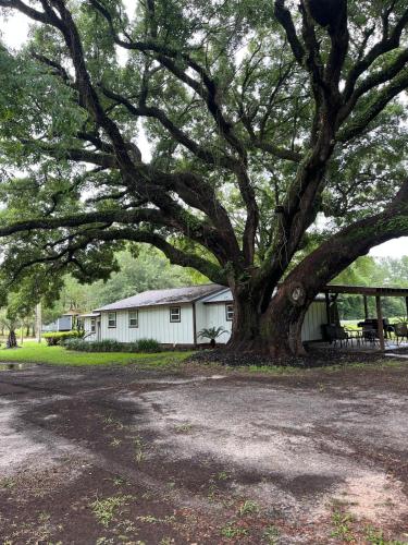 Charming Oak