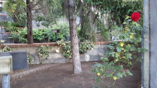  Fata dell'Etna in Pedara