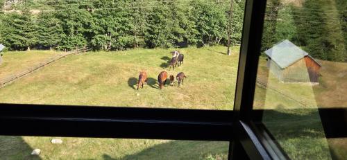 View, Wolf House Jelovica in Dolovi Lalevića