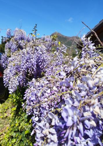 Il GLICINE gîte à louer Portixeddu