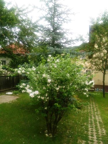 Pensiunea Paloma 3 stele Brasov - image 3