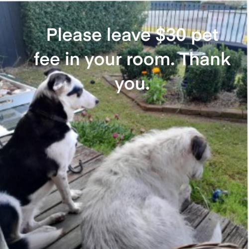 Wingham House - Pet Friendly