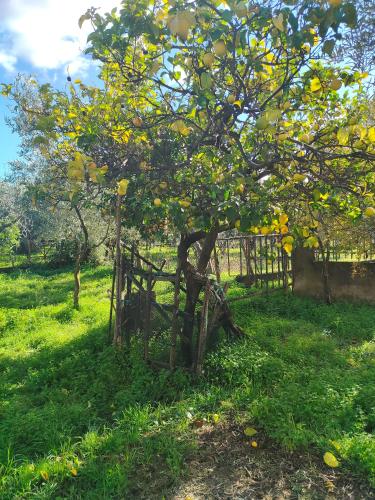 สภาพแวดล้อมโดยรอบ, Holiday Calabria Rooms in ลาเมเซีย แตร์เม