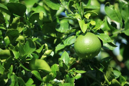 Kirpal Meditation and Ecological Center Kirpal Meditation and Ecological Center