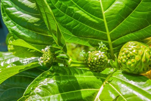 Kirpal Meditation and Ecological Center Kirpal Meditation and Ecological Center