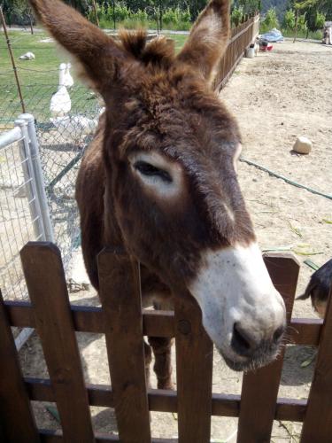 Masia Can Canyes & Spa Masia Can Canyes & Spa