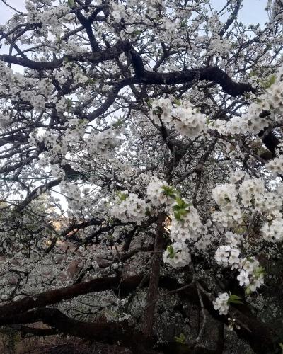 Onces Upon A Forest, Pangot,Nainital 4BR Homeyhuts