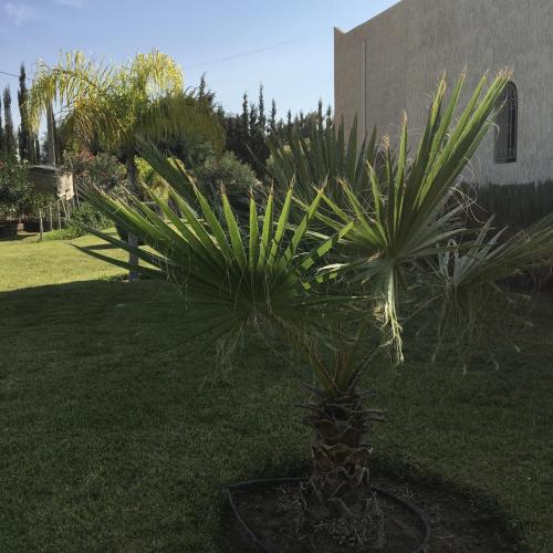 Suite Chefchaouen Essaouira - image 13