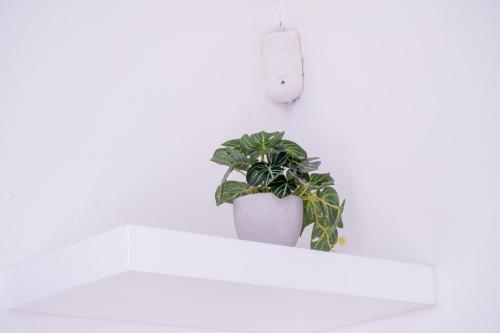 One-Bedroom Apartment image 8