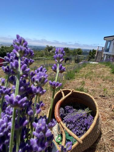 Lavandine Farm in Watsonville (CA)